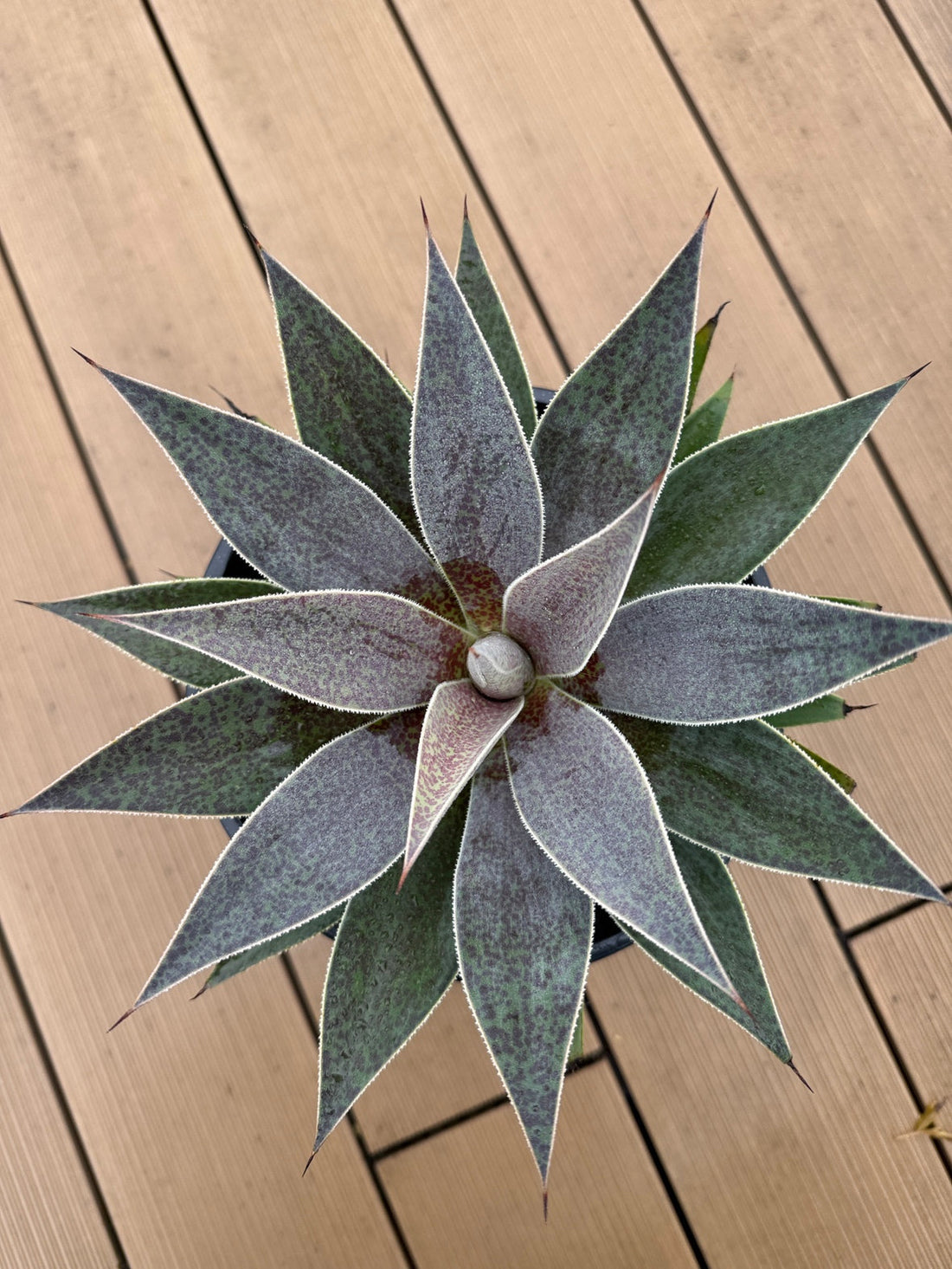 マンガべ成長日記 Vol.7