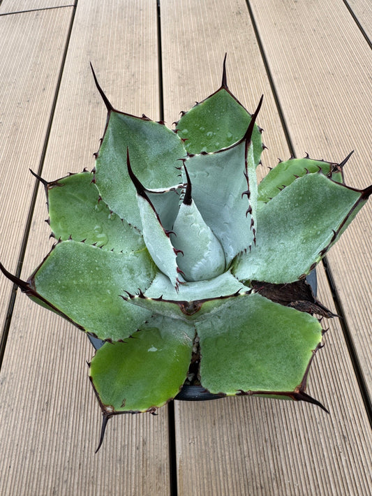 アガベパリー成長日記 Vol.10