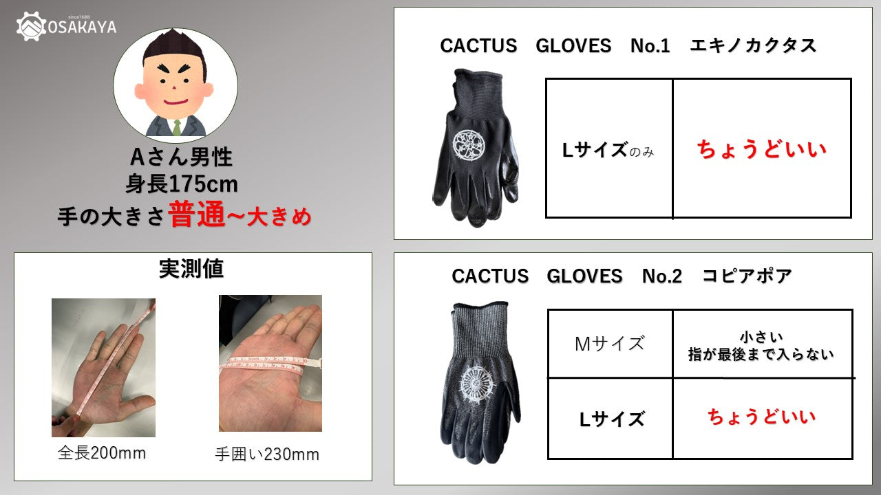 カクタスグローブ エキノカクタス Lサイズ