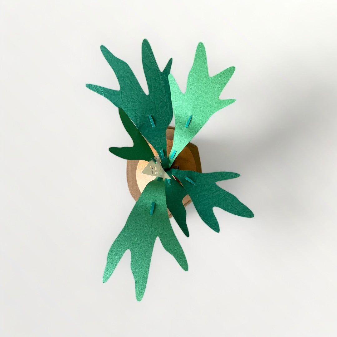 カミノミドリ ビカクシダNL