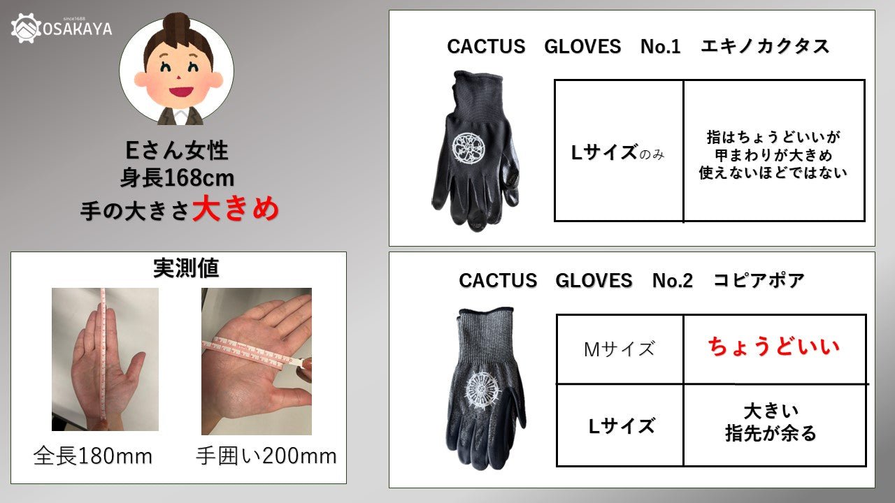 カクタスグローブ コピアポア Mサイズ