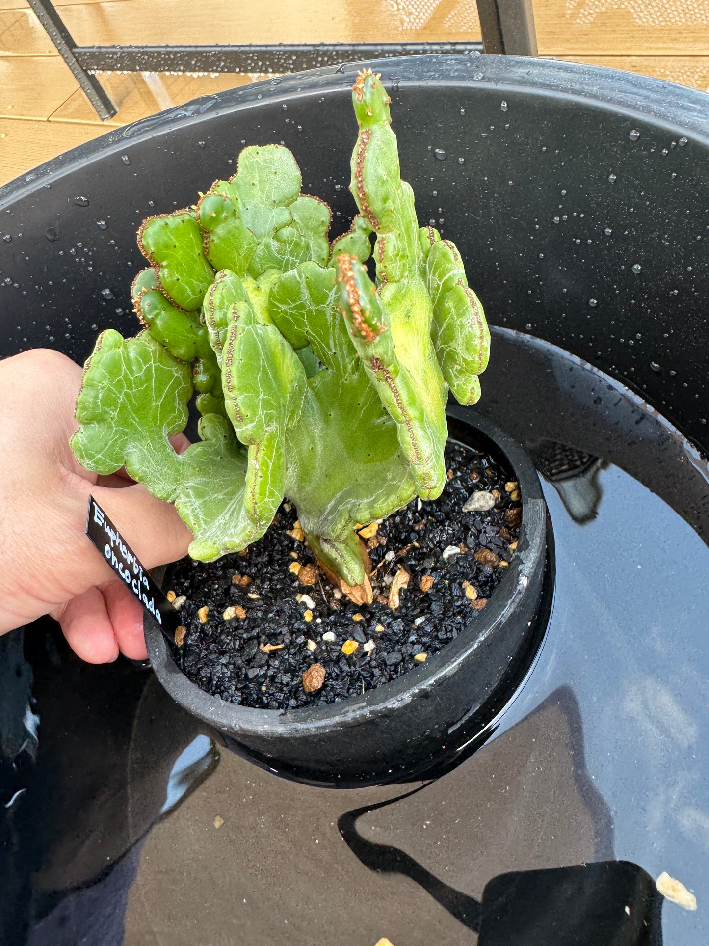 コンストラクションバケット ブラックL