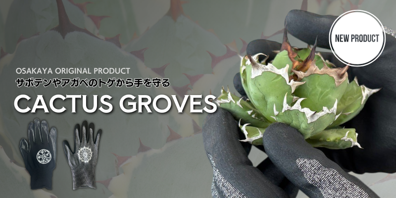 カクタスグローブ コピアポア Lサイズ