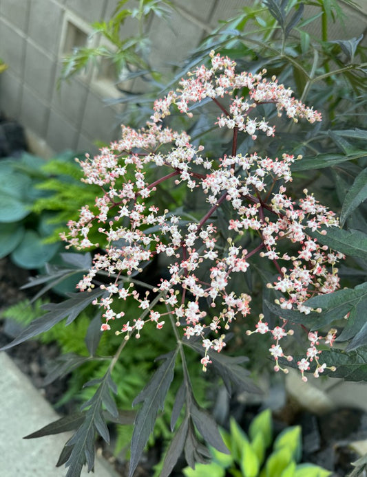 積雪寒冷地における地植え植物と耐寒性のこと