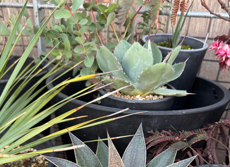 アガベパリー成長日記 Vol.11