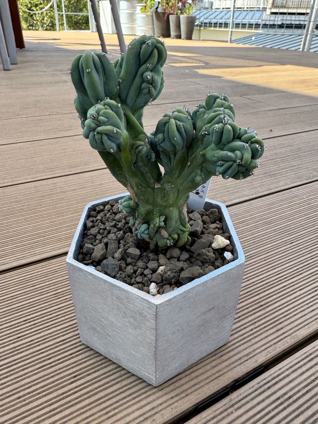 アルミ鉢に植え込んだ綴化した竜神木の成長がスゴイ