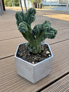 アルミ鉢に植え込んだ綴化した竜神木の成長がスゴイ