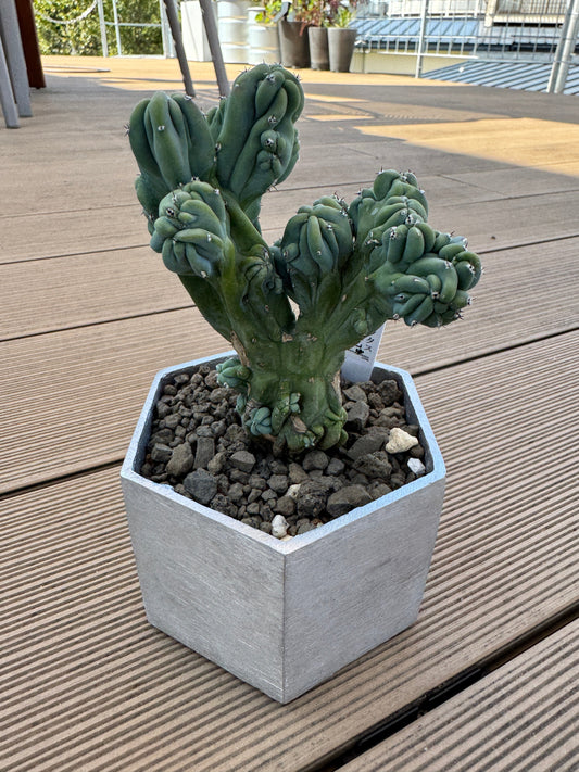 アルミ鉢に植え込んだ綴化した竜神木の成長がスゴイ