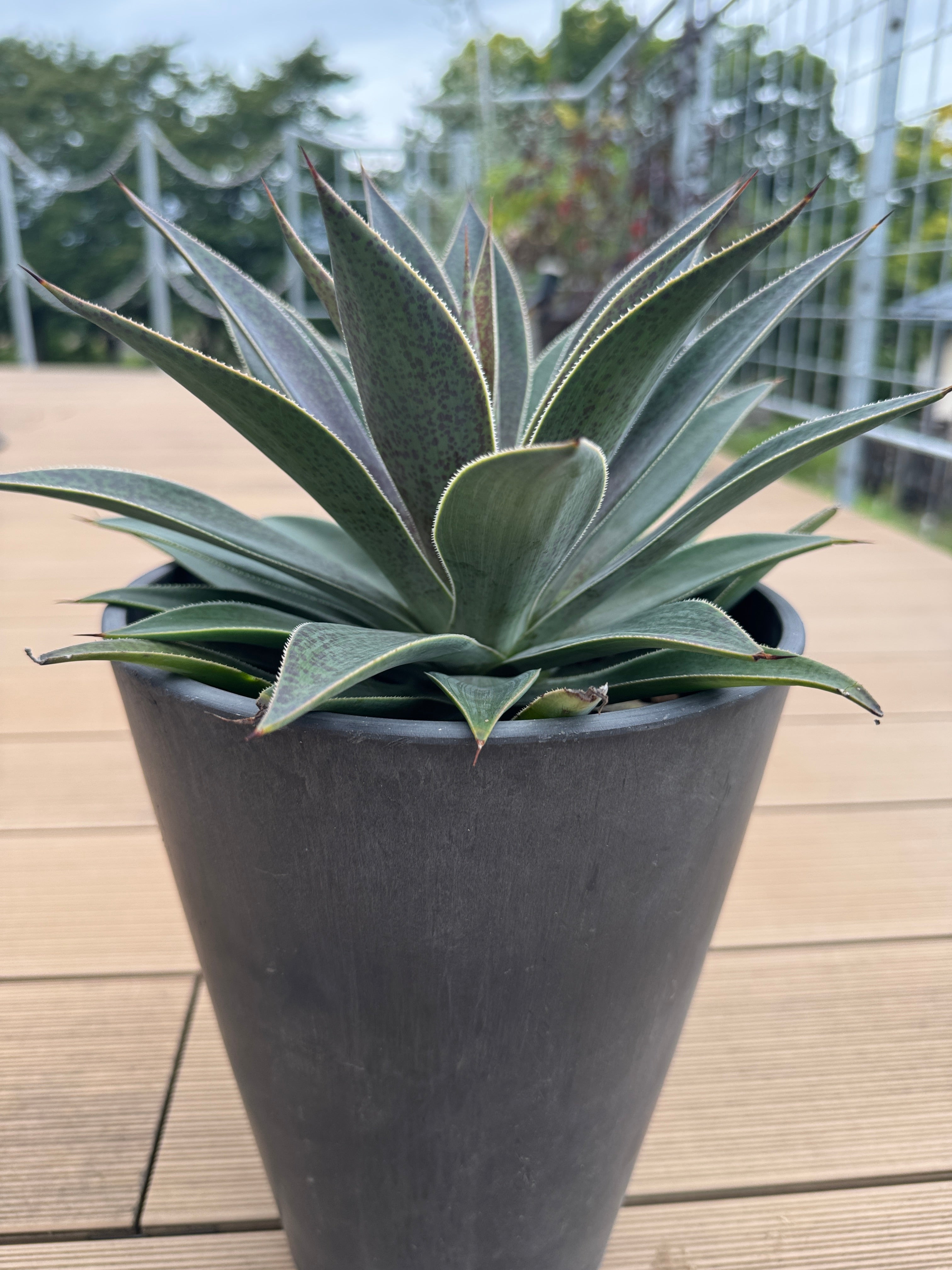 人気⭐︎パキポディウム・グラキリス ハビタット スタイル 現地球・発根済L】パキポディウム グラキリス ハビタット