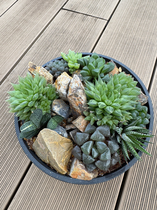 男らしい？ハビタット仕立てのハオルチアの寄せ植えの紹介