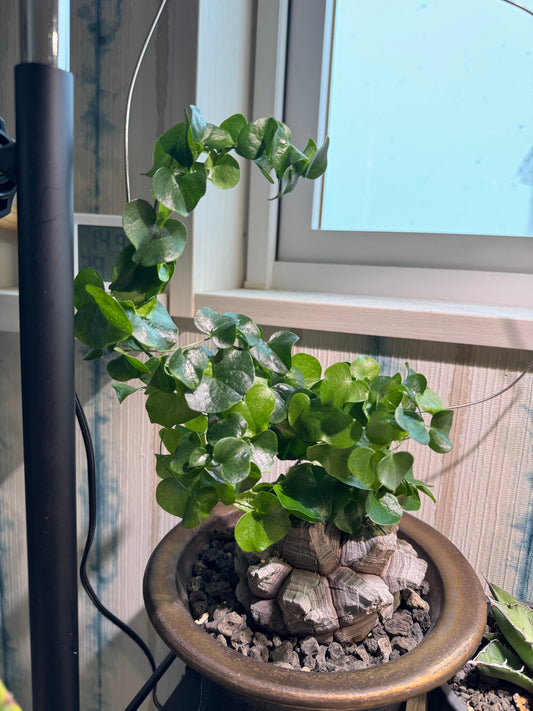 亀甲竜 成長日記 Vol.5