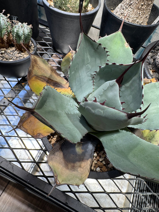 アガベパリー成長日記 Vol.12