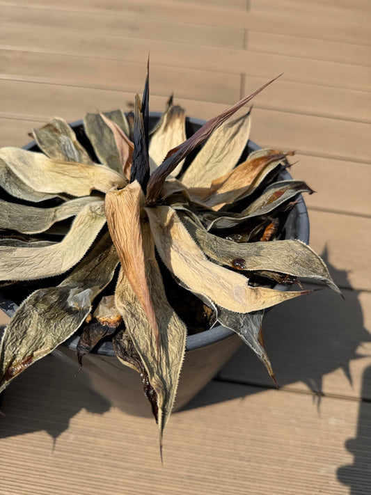 マンガべ成長日記 Vol.9