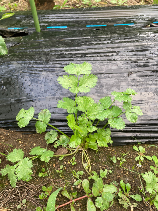 私の下手の横好き家庭菜園　畑に自生するハーブたち