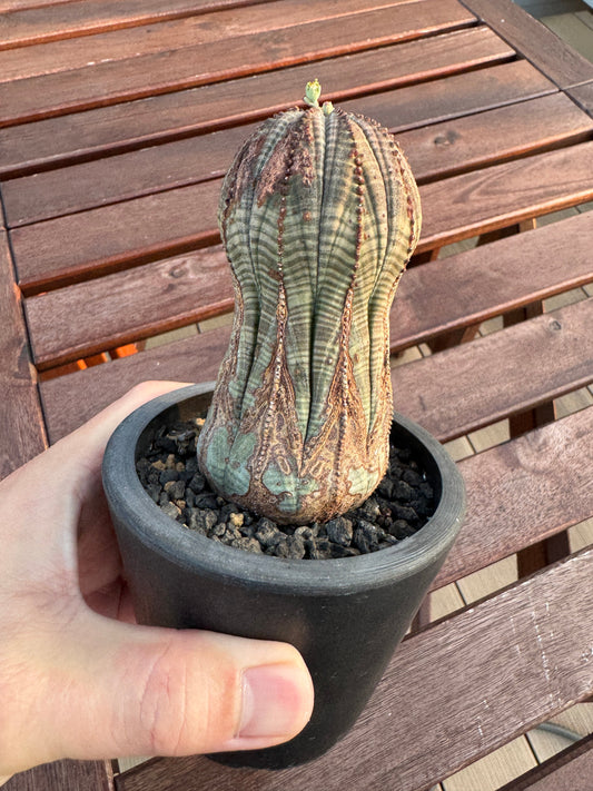 その「伸び」、本当に成長？ 塊根・多肉植物の「徒長」を防ぐための正しいスパルタ管理