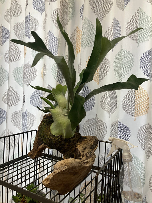 雪国でビカクシダを育てる話