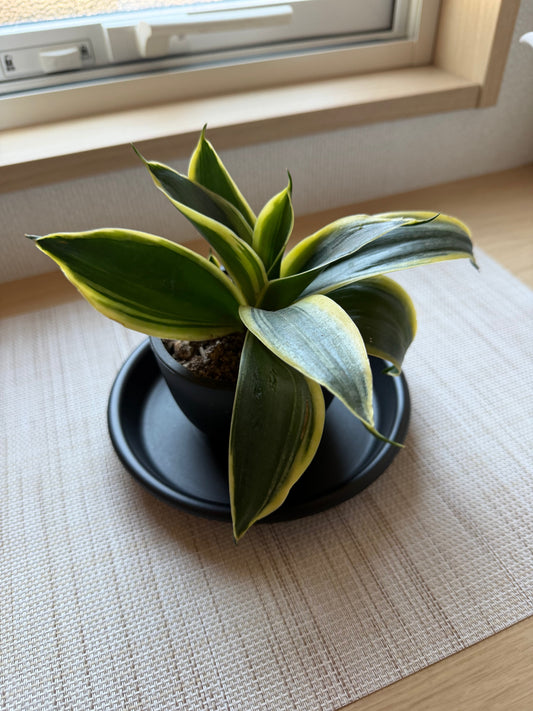我が家の小さなサンセベリア紹介します