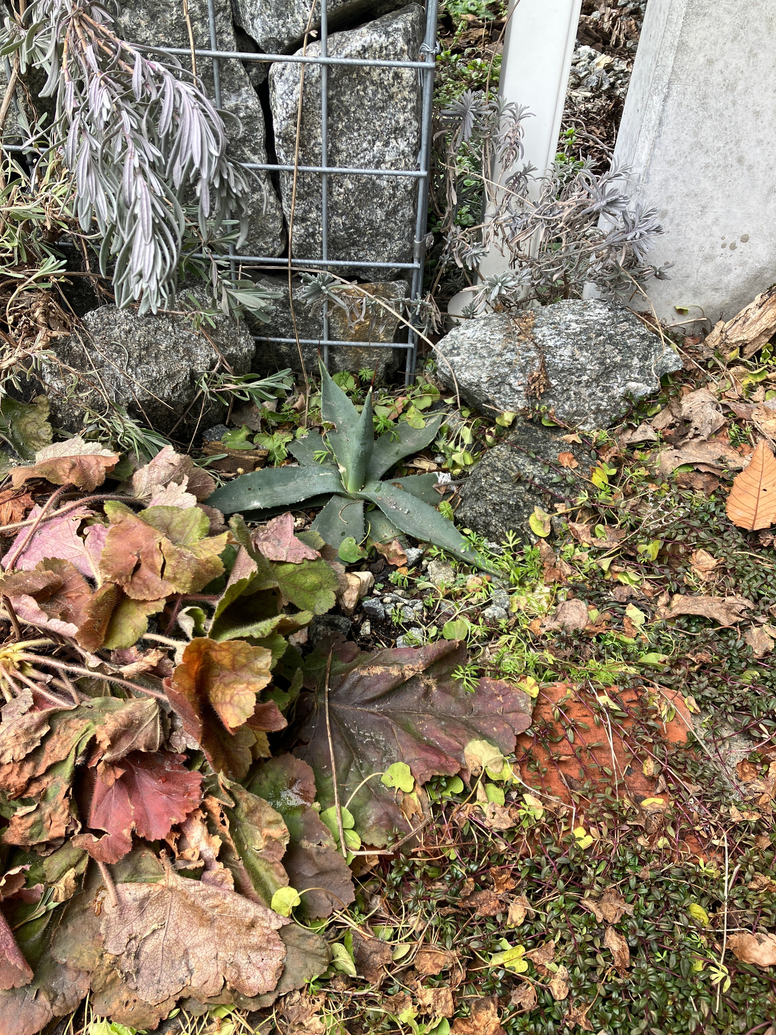 BARREL 植物育成ライト AMATERAS 10W – OSAKAYA OFFICIAL ONLINE STORE