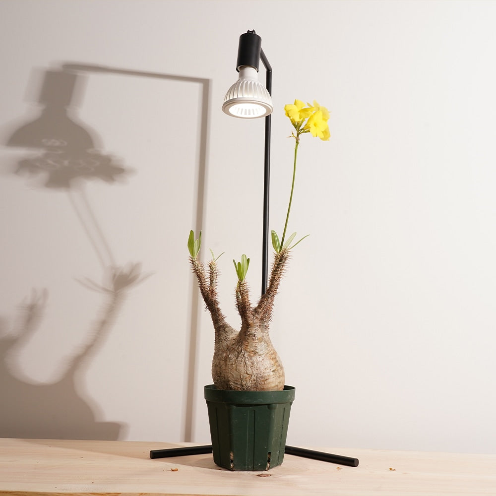 TSUKUYOMI 10Wホワイト