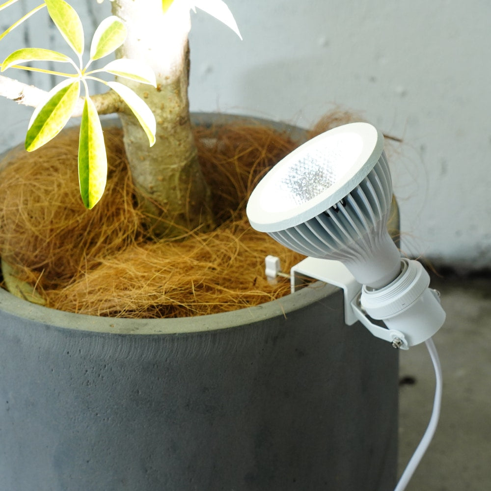 Clamp Lamp socket  WH 2m