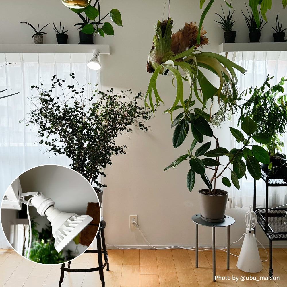 Clamp Lamp socket  WH 2m