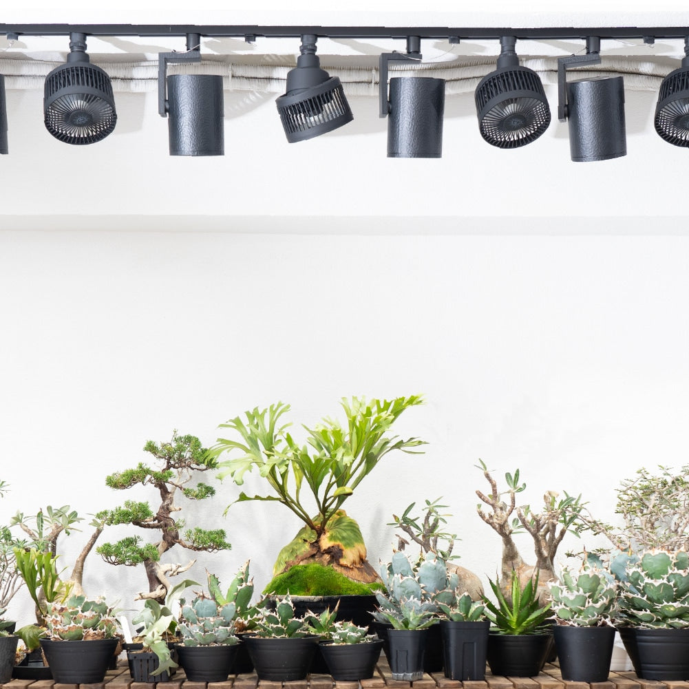 Aechmea Move植物用ファンWH