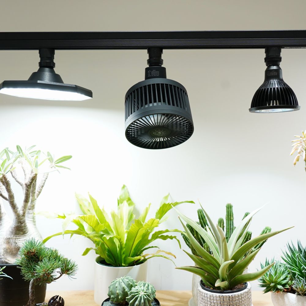 Aechmea Move植物用ファンWH