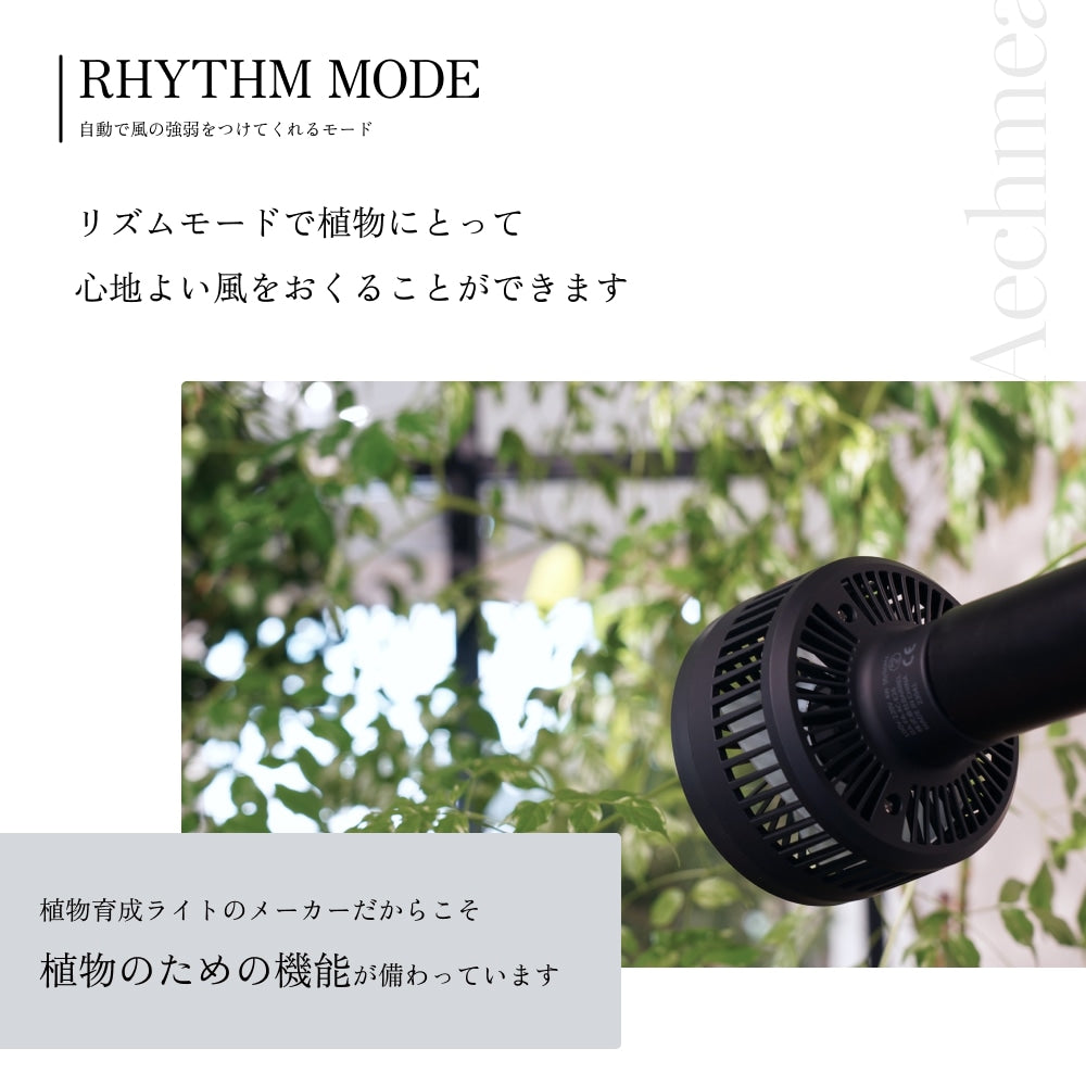 Aechmea 植物用ファンWH
