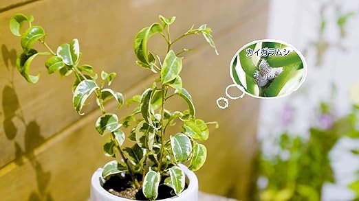 MYPLANTS 虫からやさしく守るミスト 250ml