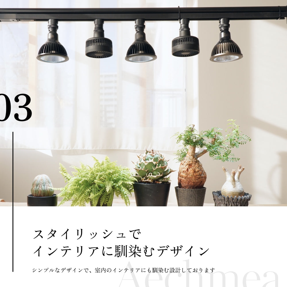 Aechmea 植物用ファンWH