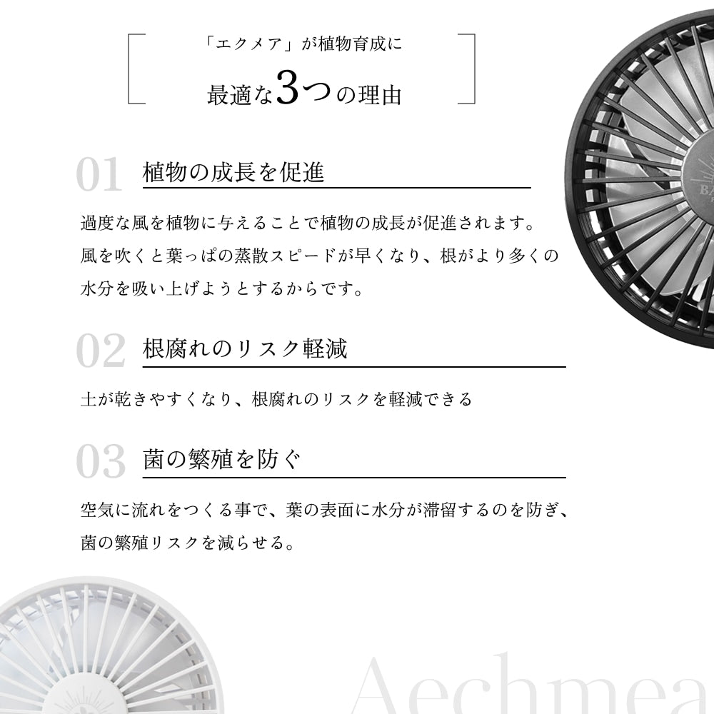 Aechmea 植物用ファンWH