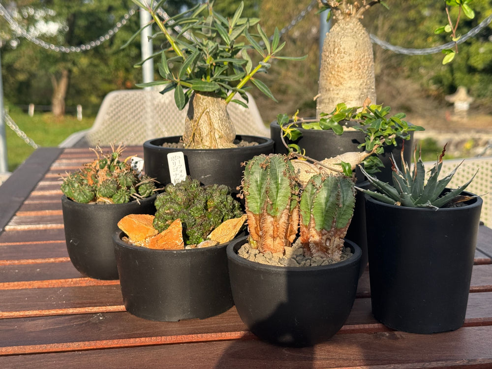 Macetaに植えた植物を並べた様子