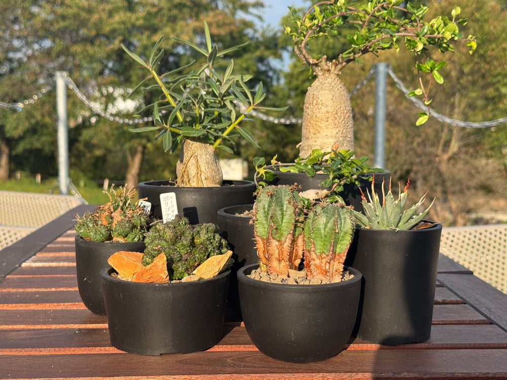 Macetaに植えた塊根植物と多肉植物