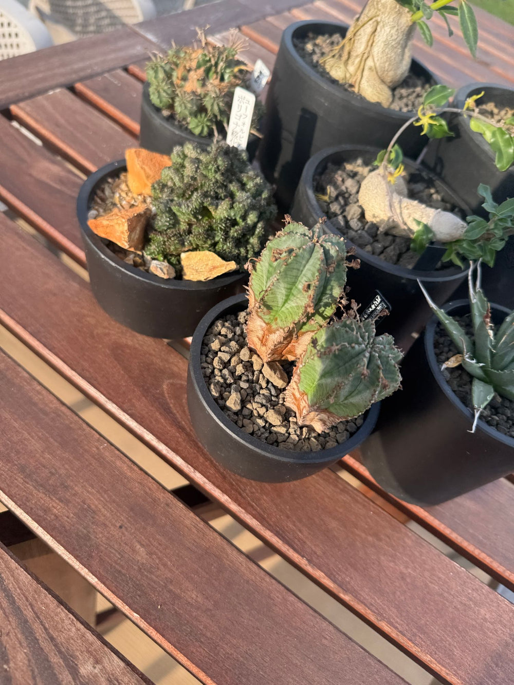 上から見たMacetaの鉢。植え替えたばかりの多肉植物