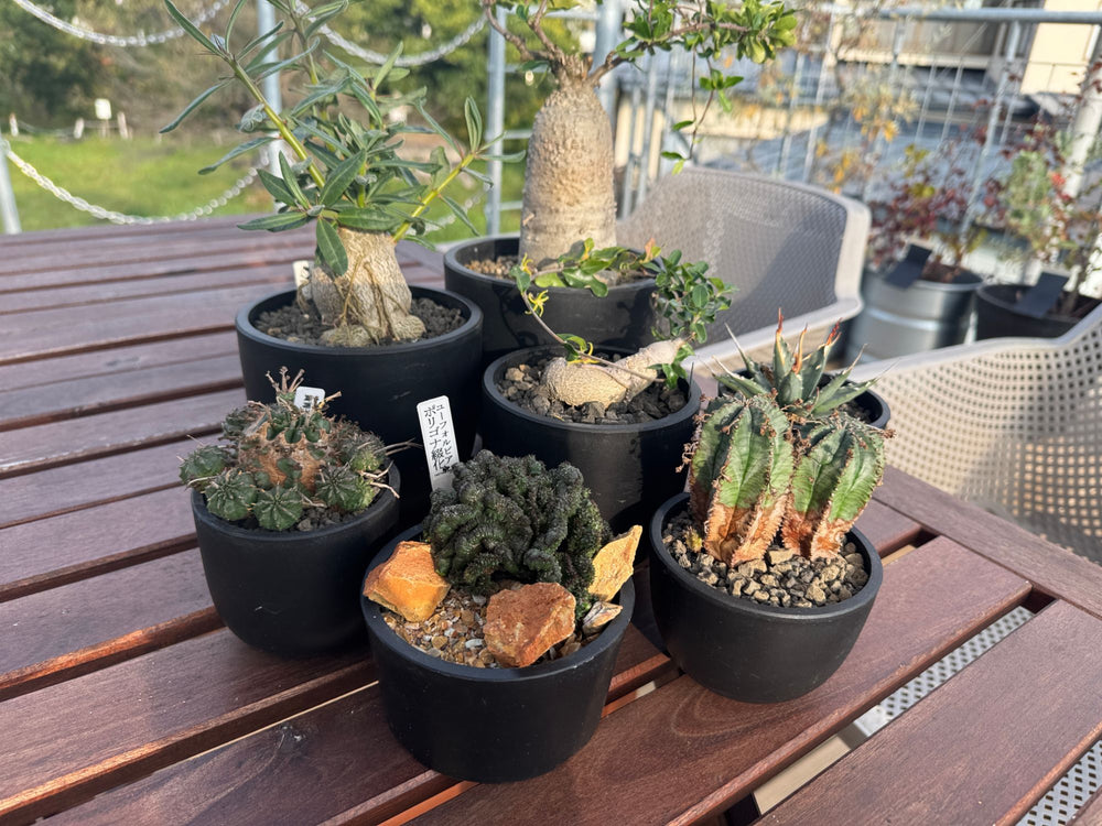背の高い塊根植物と小さな多肉植物を植えたMaceta
