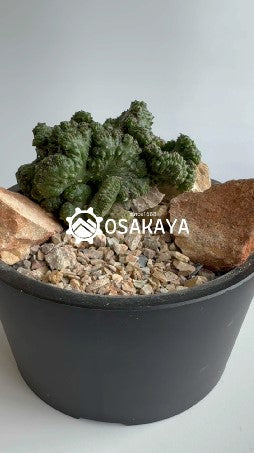 ハビタットセット緑（メイクアップサンド、メイクアップストーン